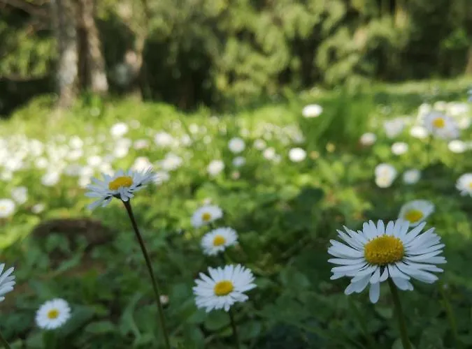 Casa Verziere * 피에트라산타