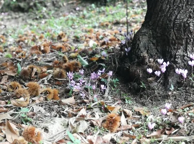 펜션 Casa Verziere 피에트라산타